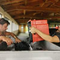 Vin et culture en biodynamie